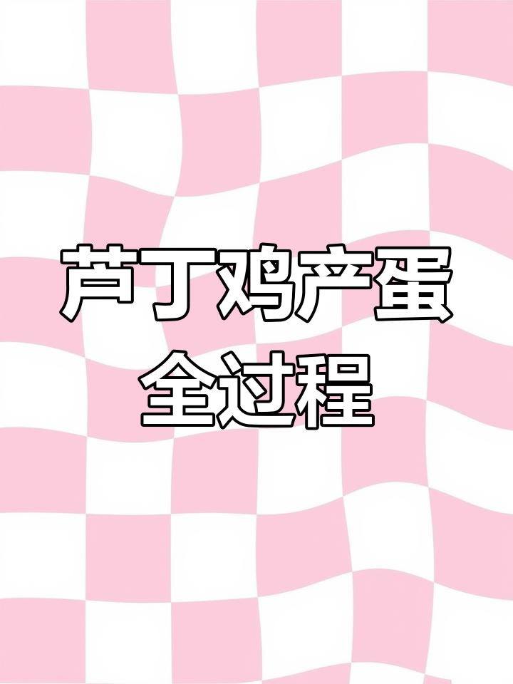 小鸡终于生蛋了,太惊喜