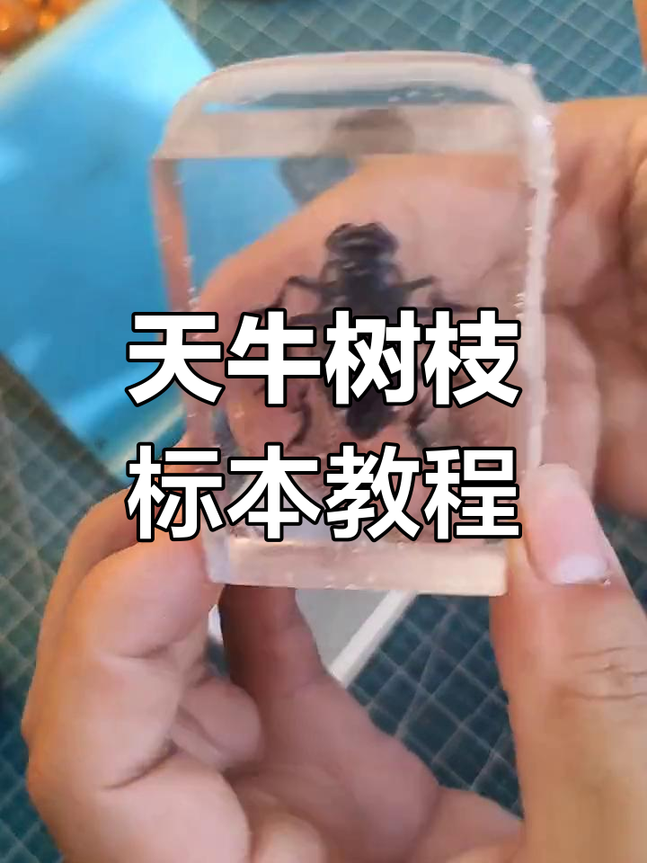 制作天牛树脂标本全过程