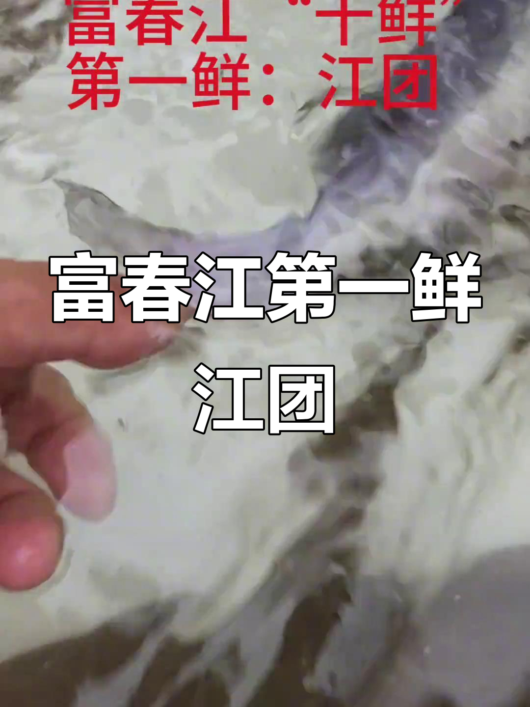 富春江“十鲜”之首,美味江团大揭秘