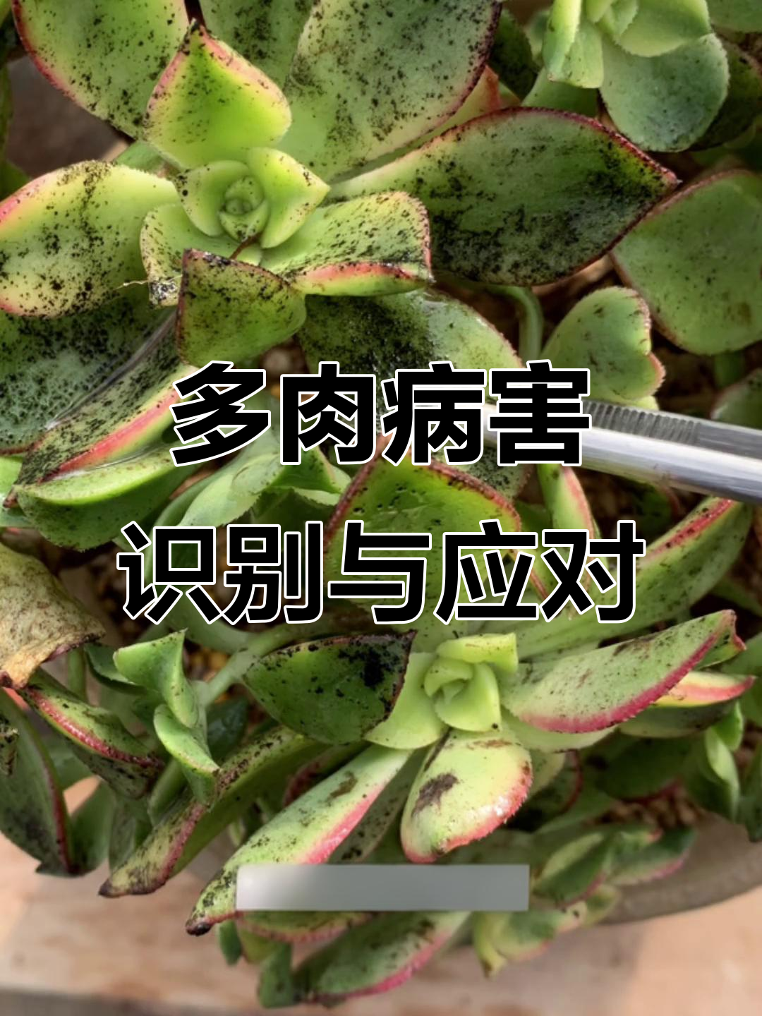 多肉植物常见病害全解析,如何防治白粉病、黑腐病等