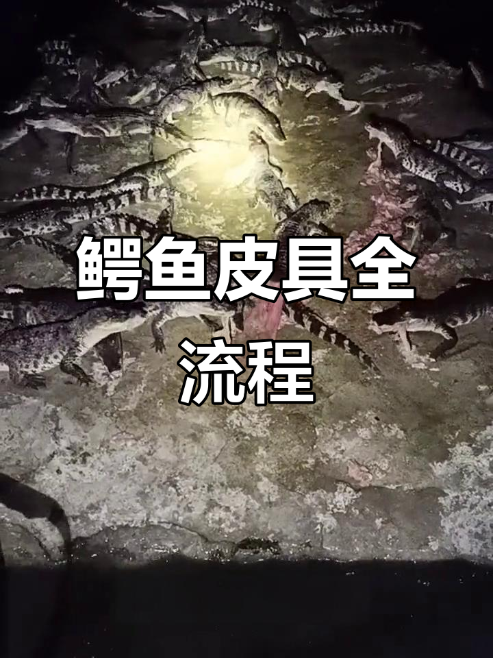 鳄鱼皮具工厂揭秘:从养殖到回收包包的全程产业链