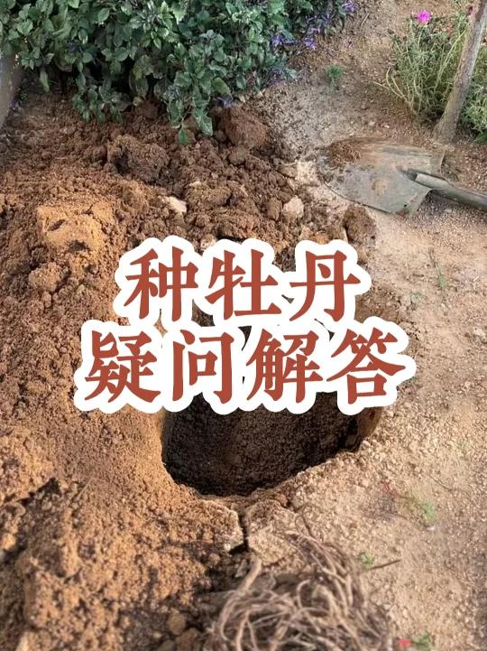 种牡丹疑问解答