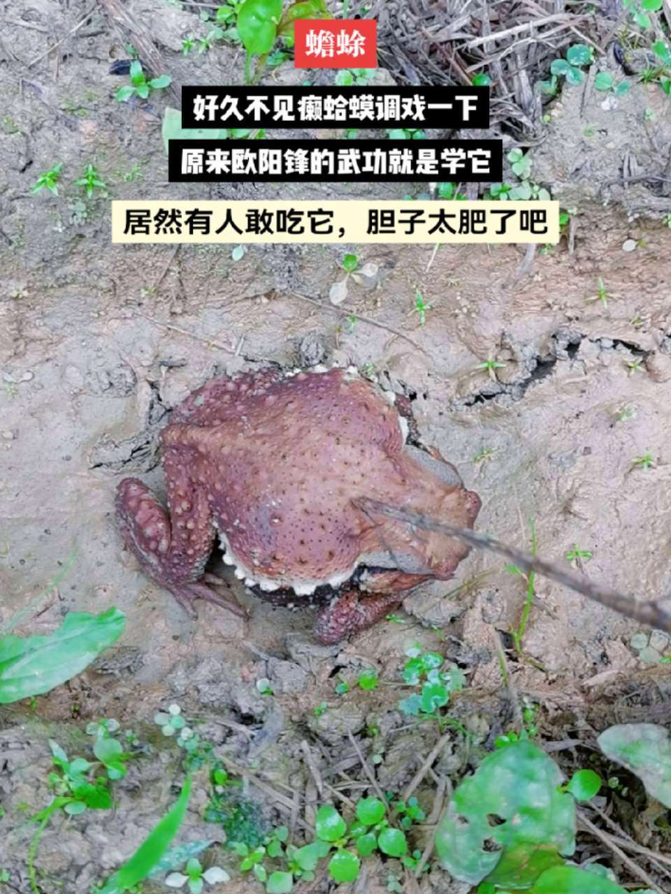 当你没有实力的话,就是癞蛤蟆想吃天鹅肉;如果你顺风顺水顺风车,你的成功就是理所当然。神奇动