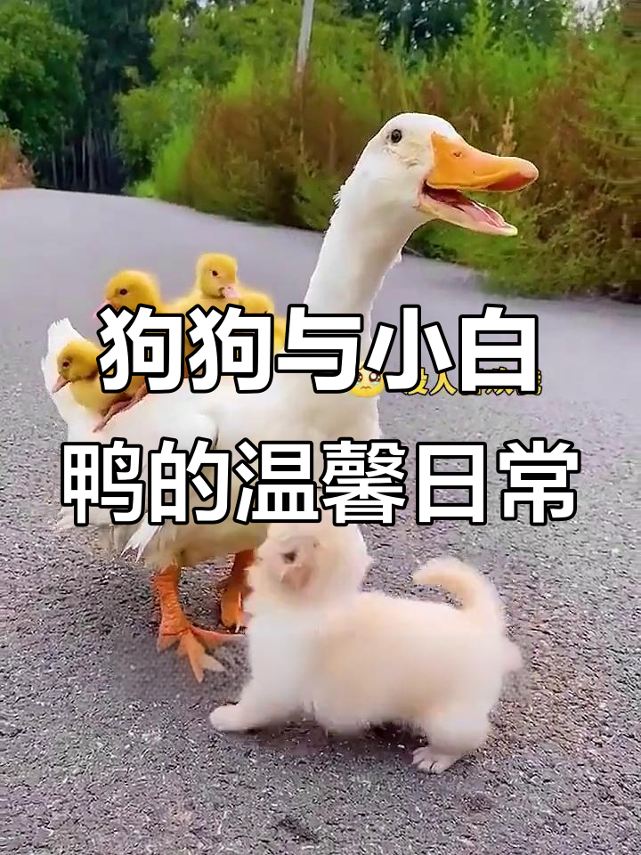 小狗照顾小鸭,调皮逗鹦鹉,善良可爱萌翻了