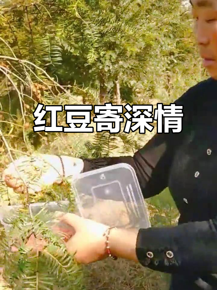 最后一批红豆,承载家乡情谊,泡酒能助长寿!