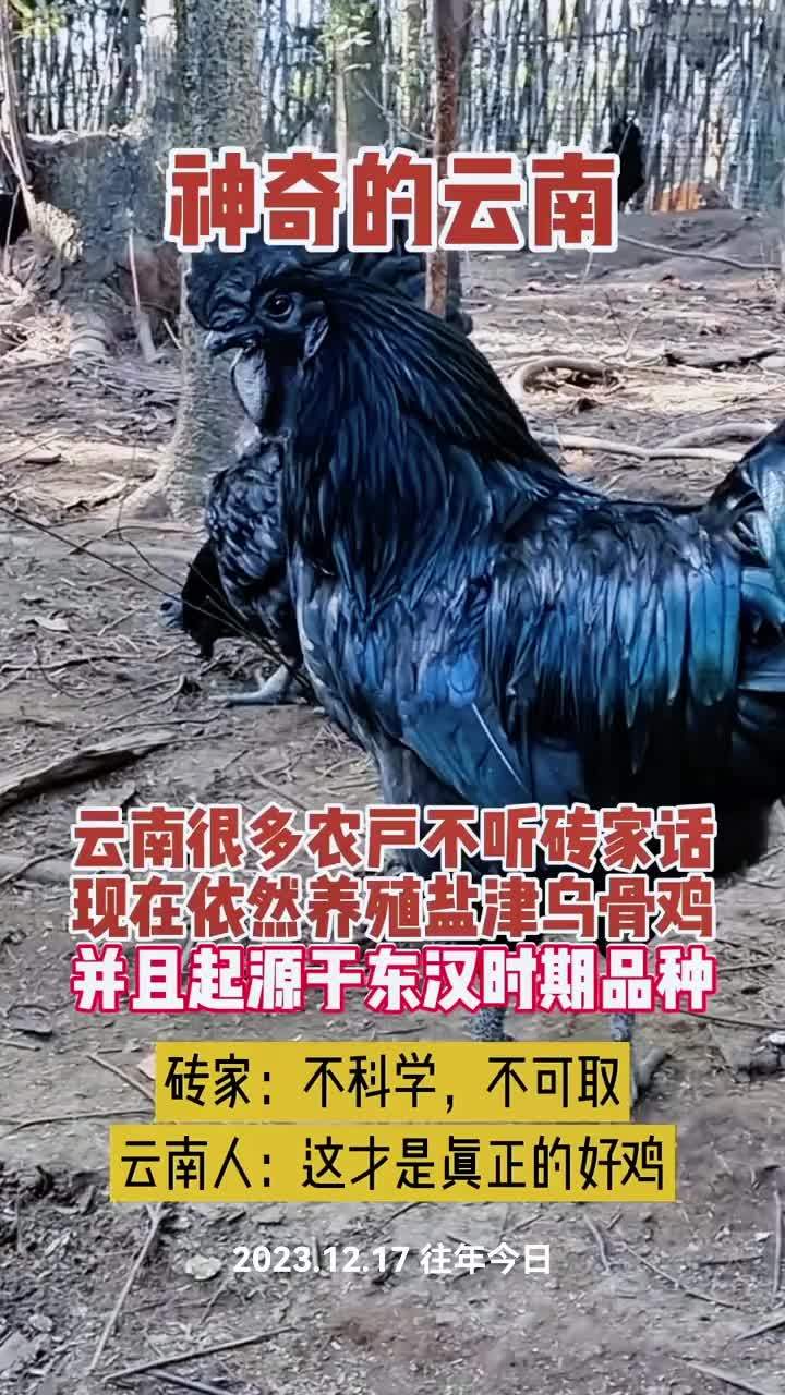 三农 养殖 养鸡 农村散养土鸡 盐津乌骨鸡