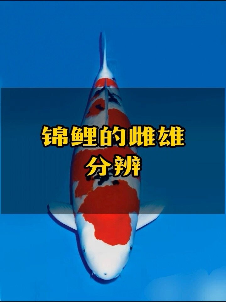 锦鲤的雌雄分辨