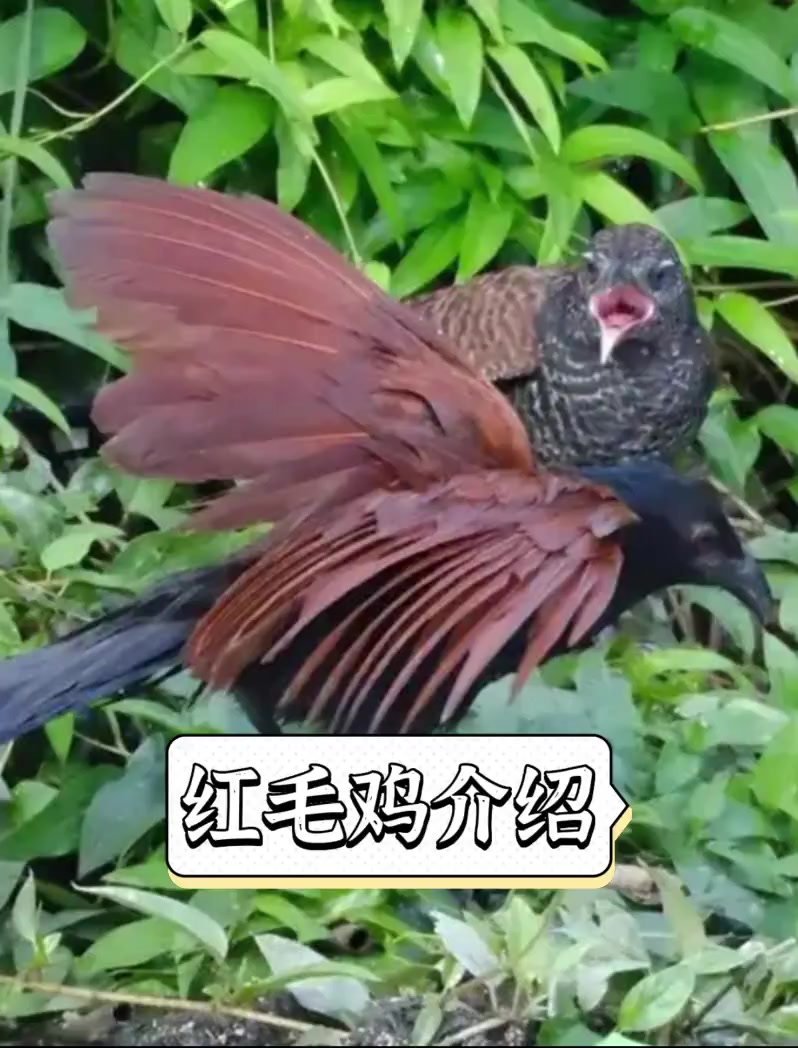 红毛鸡介绍