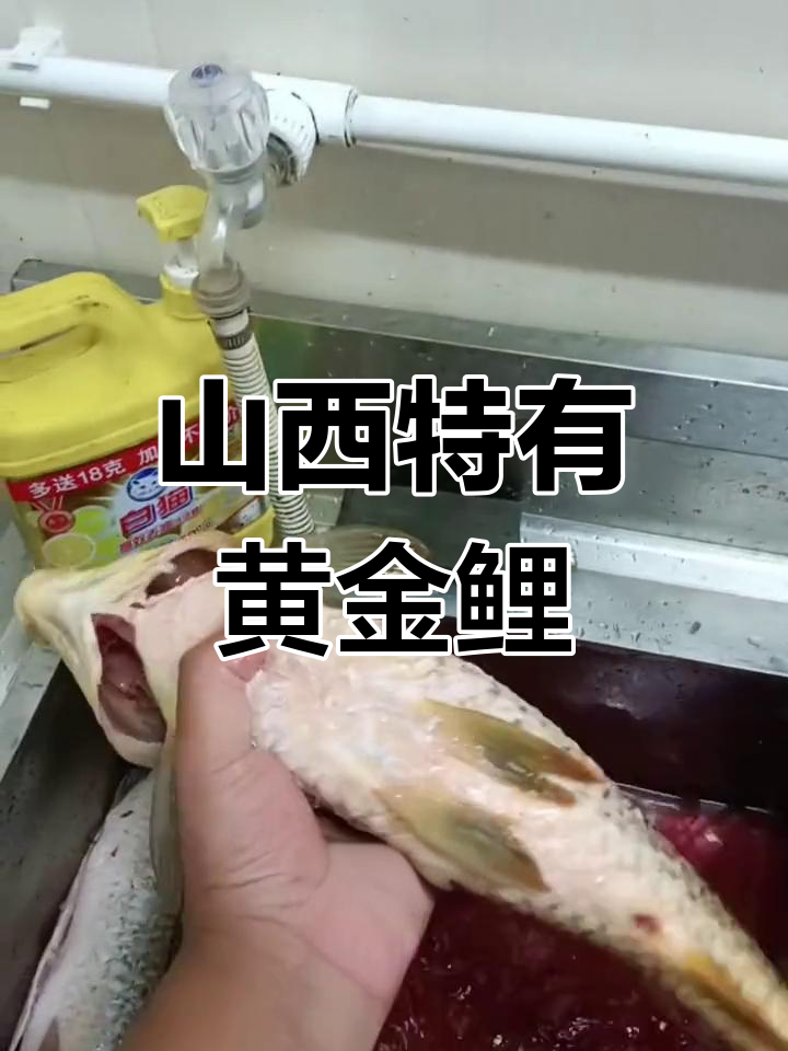 山西黄河黄金大鲤鱼,独特鳞片与厚嘴唇让人惊艳