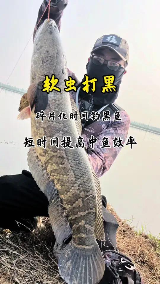 碎片化时间钓黑鱼,短时间提高中鱼效率!如果你每天只有一两个小时钓黑鱼,想体验下班后甩几杆就