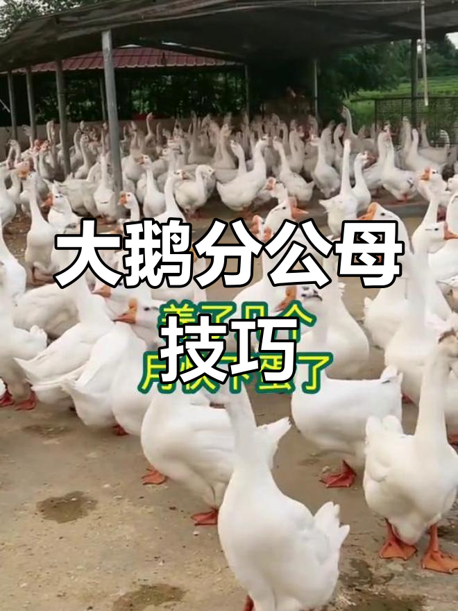 如何辨别大鹅公母,快速分辨不下蛋的原因