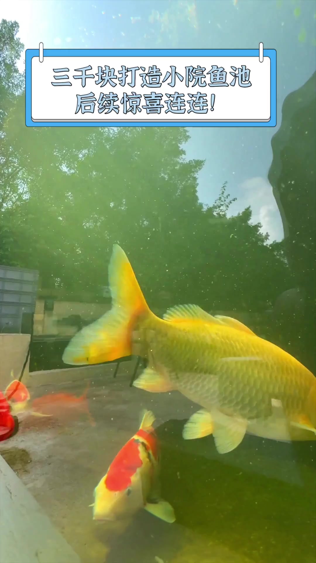 三千块打造小院鱼池,后续惊喜连连!