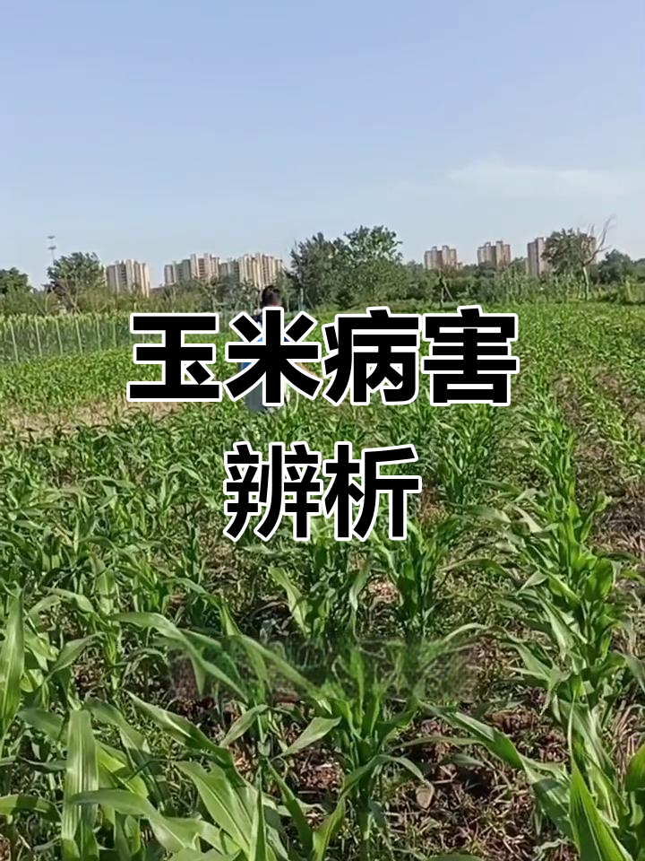 玉米茎腐病,真菌与细菌如何区分?治疗用药推荐!