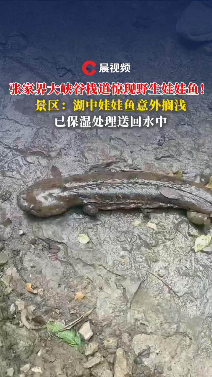 张家界大峡谷栈道惊现野生娃娃鱼!景区:湖中娃娃鱼意外搁浅,已保湿处理送回水中