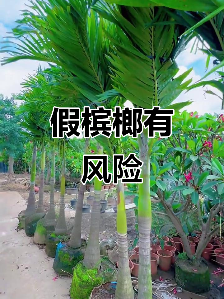 假槟榔有毒,别被外表迷惑!
