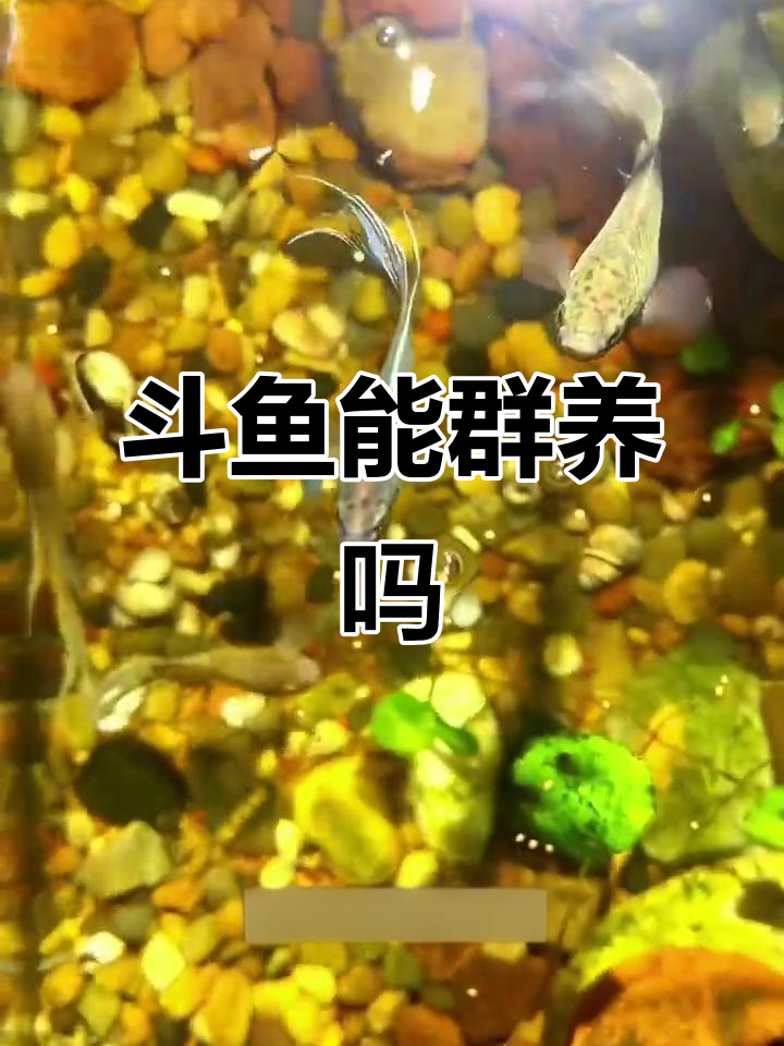 斗鱼群养不打架的秘密,密度大了反而和谐