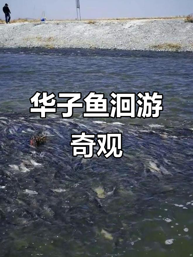 达里湖华子鱼洄游,见证生命的奇迹与母爱的伟大