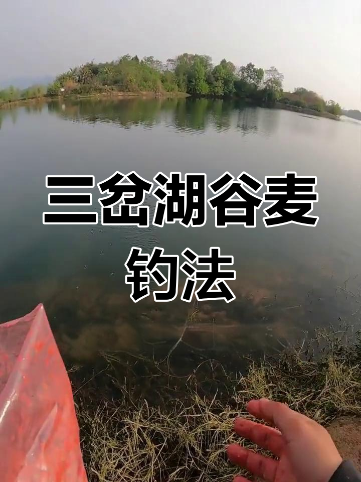 谷麦钓法选位技巧与逗钓策略,轻松掌握三岔湖钓鱼