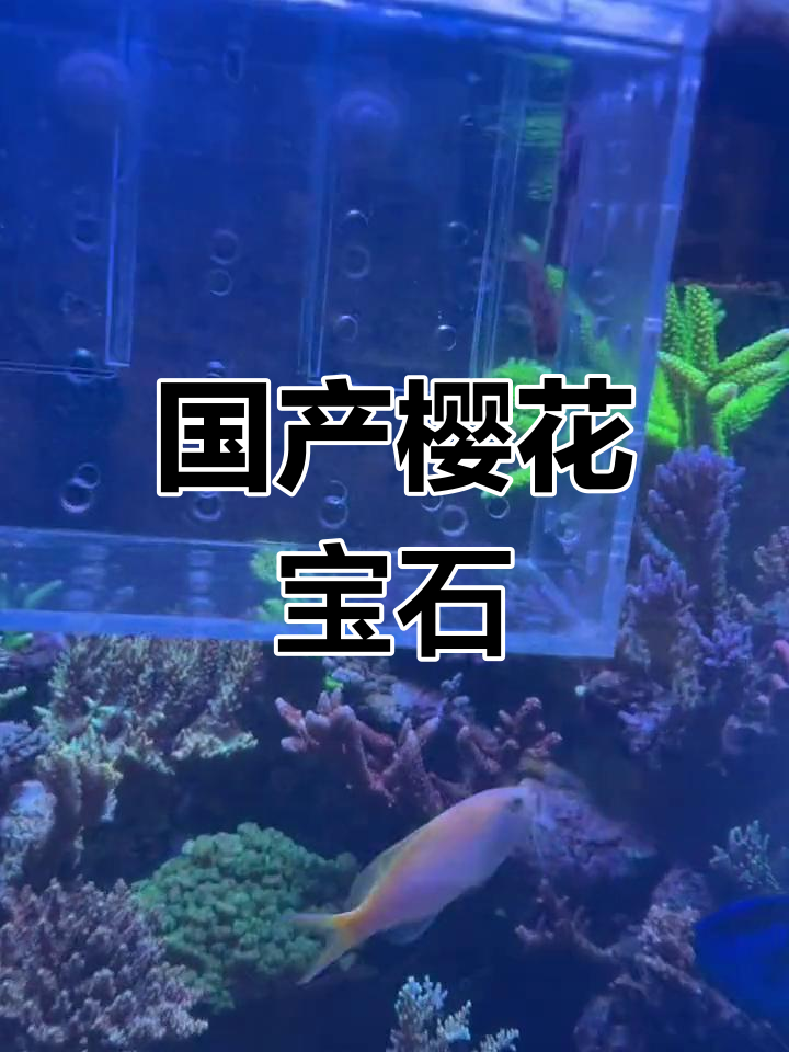 深水鱼樱花宝石的捕捞与价格