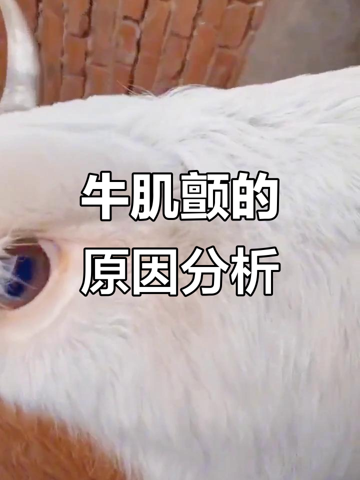 牛肌肉正颤的常见原因与应对方法