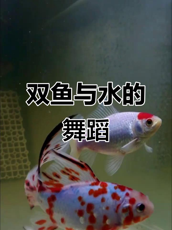 双鱼戏水,点点红影映照其中