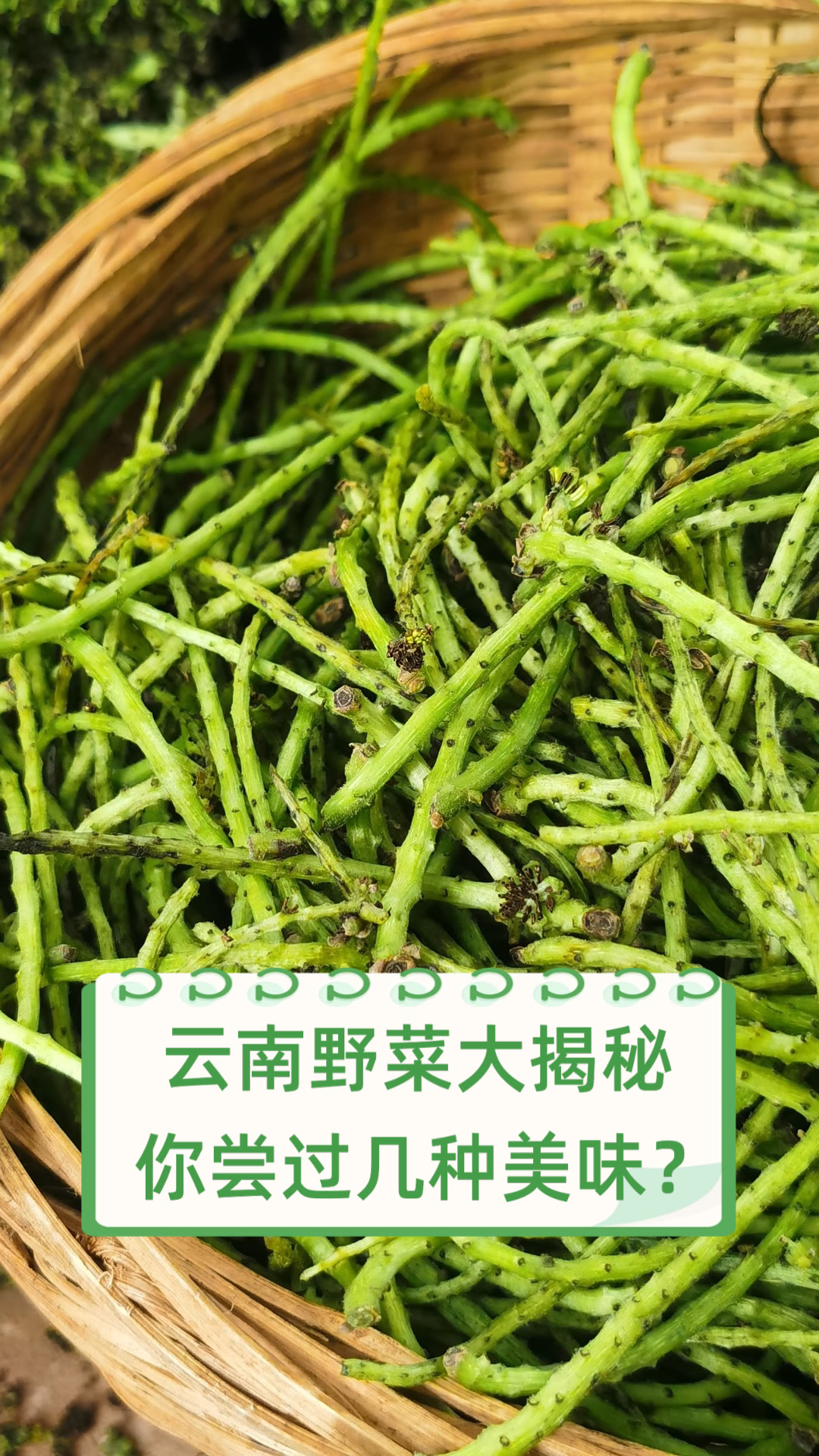 云南野菜大揭秘,你尝过几种美味?
