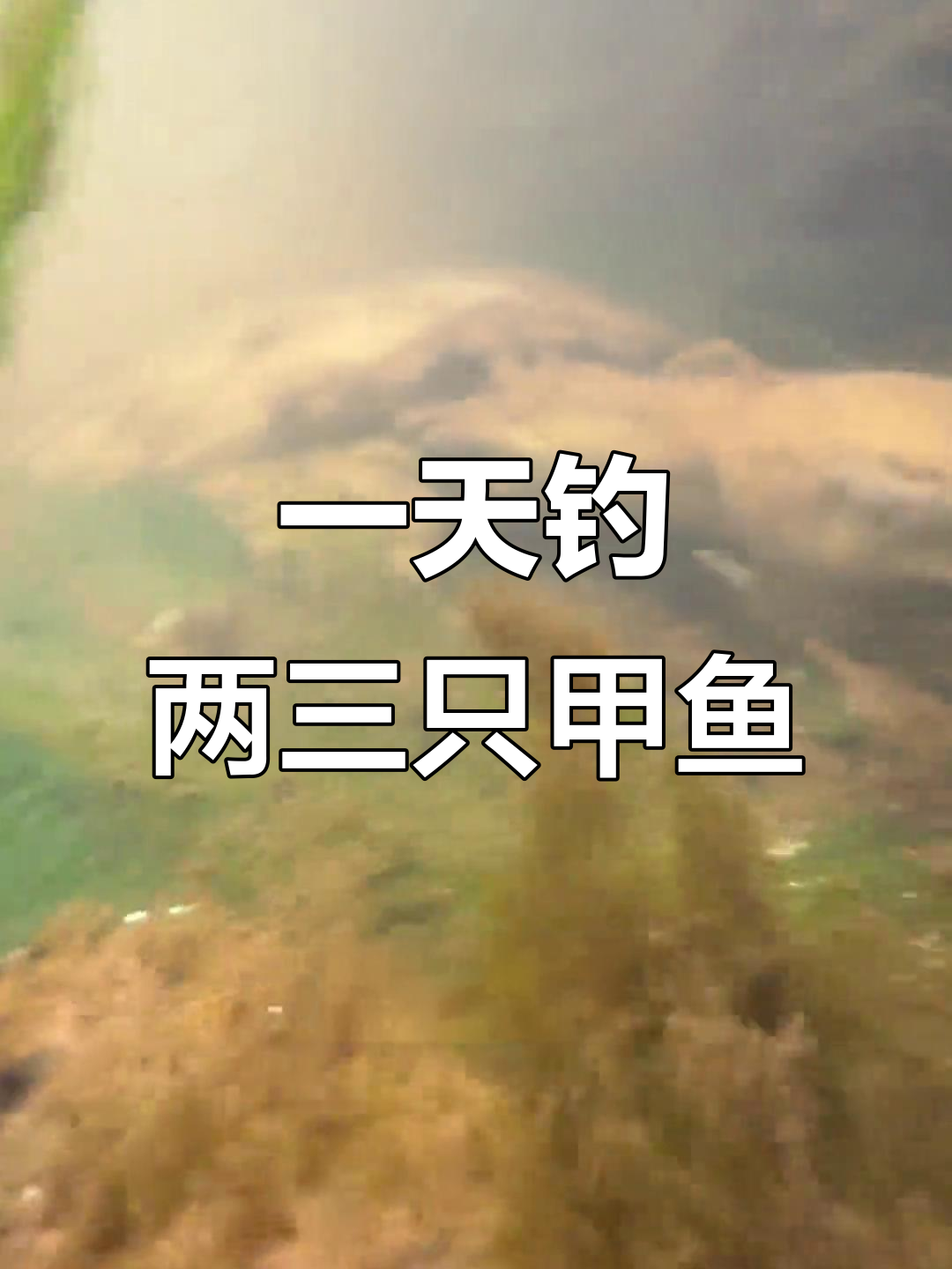 用这个方法,轻松钓甲鱼!只需加点饵料,百米内的都能引来