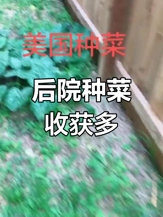 美国后院田园生活,南瓜扁豆大丰收