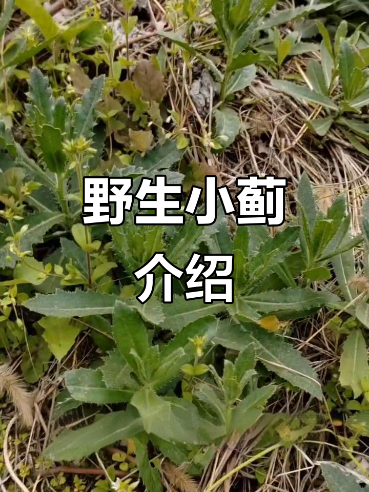 小蓟:带刺的野菜,鲜嫩又营养
