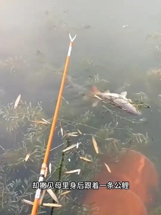 钓起怀孕鲤鱼遇奇景!阴阳鱼围出太极图,见者接好运!