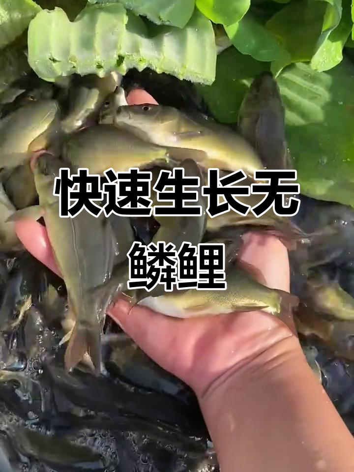 无鳞鲤鱼养殖:病害少、长势快,藻类五谷杂粮为食