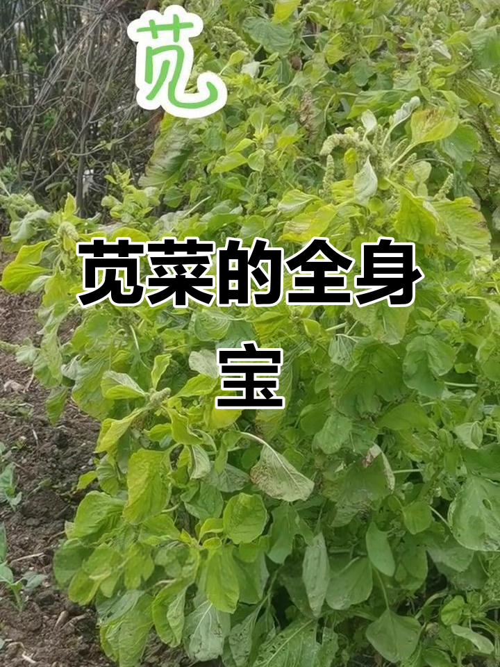 苋菜全株可入药,茎叶种子皆有药用价值