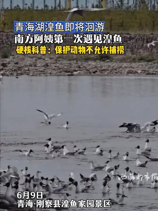 青海湖湟鱼即将洄游 南方阿姨第一次遇见湟鱼