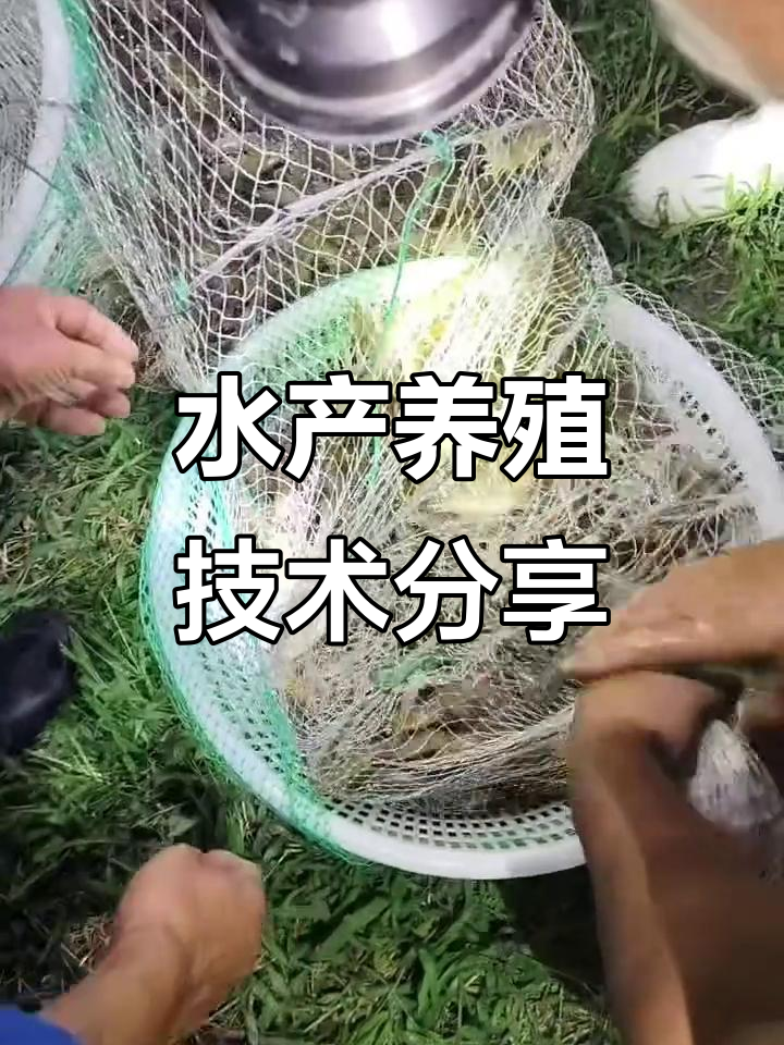 车虾、日本对虾、花虾与斑节虾的养殖技巧大揭秘