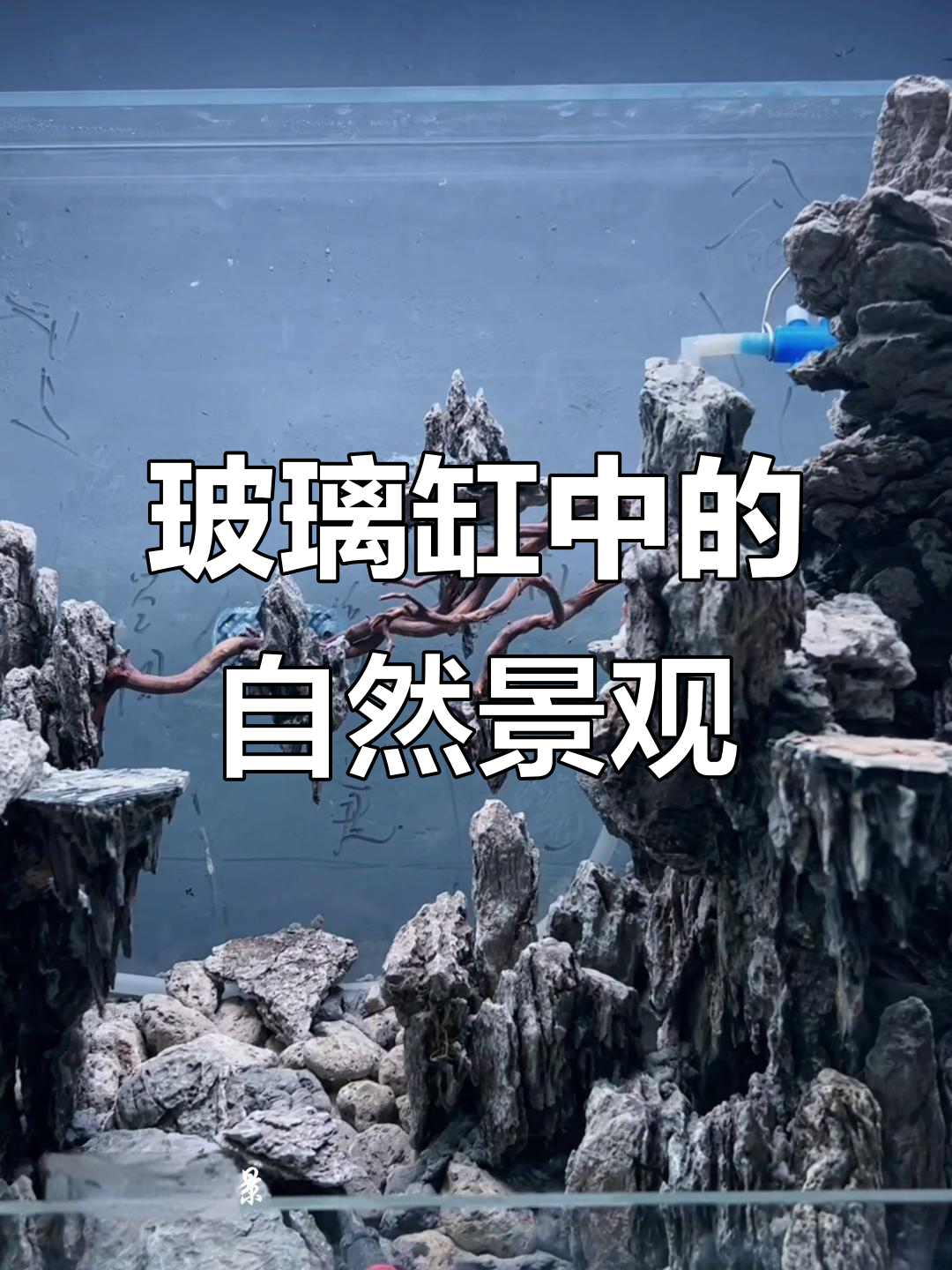 水陆缸造景技巧:打造天空之城与雨林风格