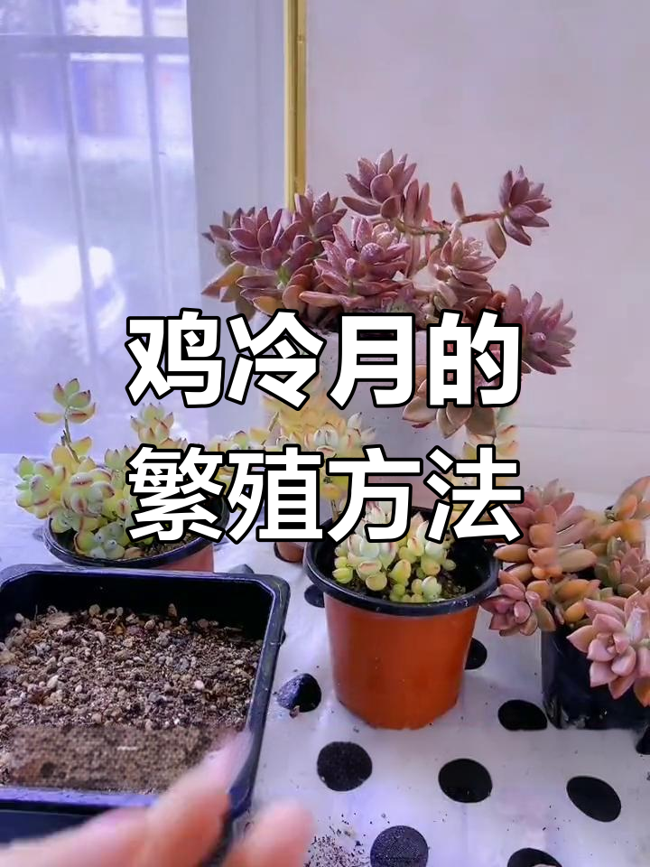 多肉鸡冷月扦插与叶插技巧