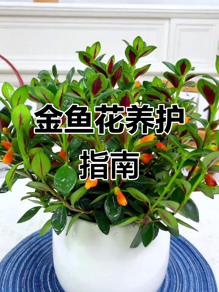 金鱼吊兰:美观又寓意深,助你睡眠与健康