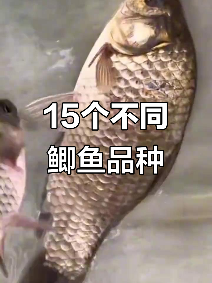 15种常见鲫鱼品种大揭秘，养殖必看！