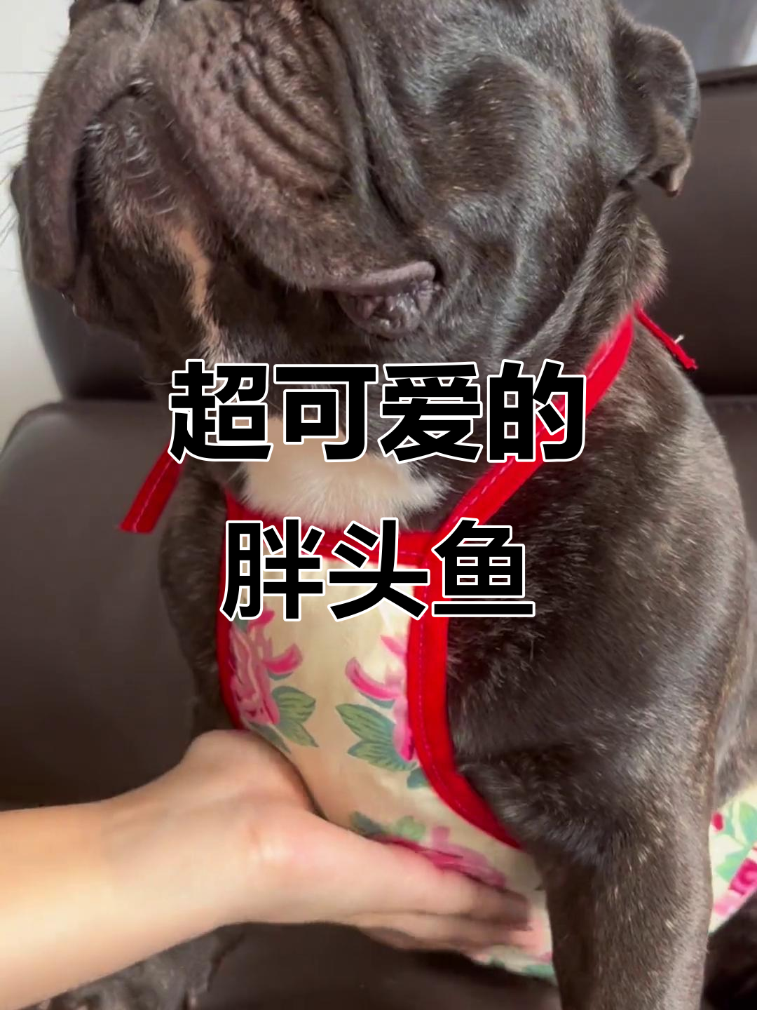 胖头鱼太可爱了,简直萌翻了!