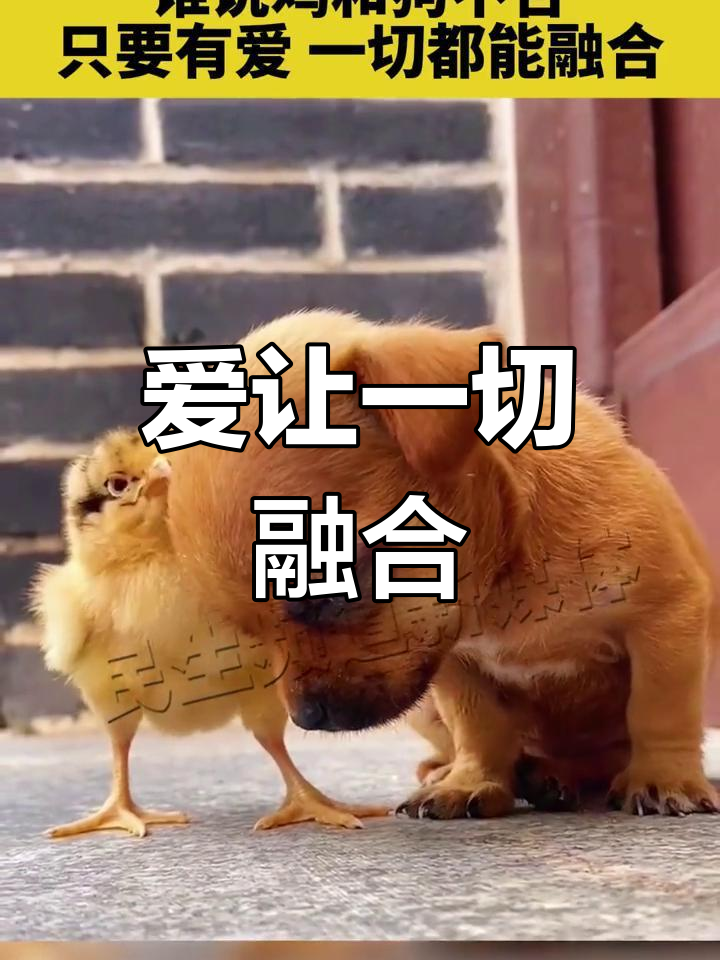 只要有爱,鸡狗也能和谐共处
