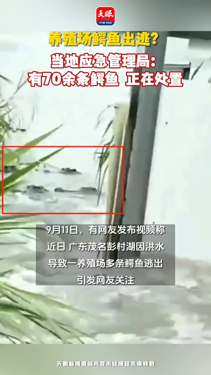 养殖场鳄鱼出逃?当地应急管理局:有70余条鳄鱼 正在处置