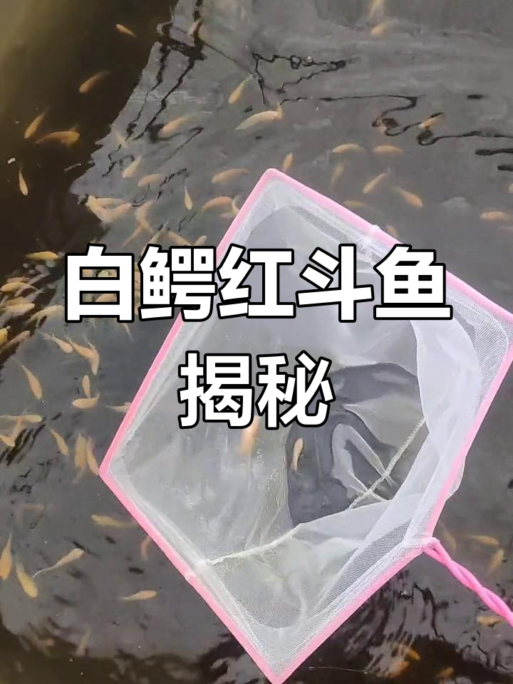 白鳄红斗鱼与黄金斗鱼的差异,真红饲料让它们更美