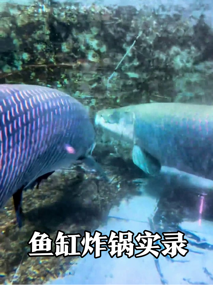 小奶狗玩大鱼，回头鱼缸炸锅！两条花臂鱼对线太刺激