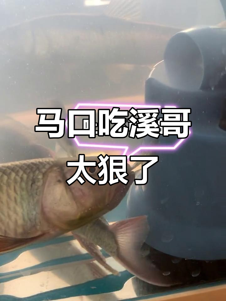 马口鱼生吞溪哥,竟然这么凶猛!