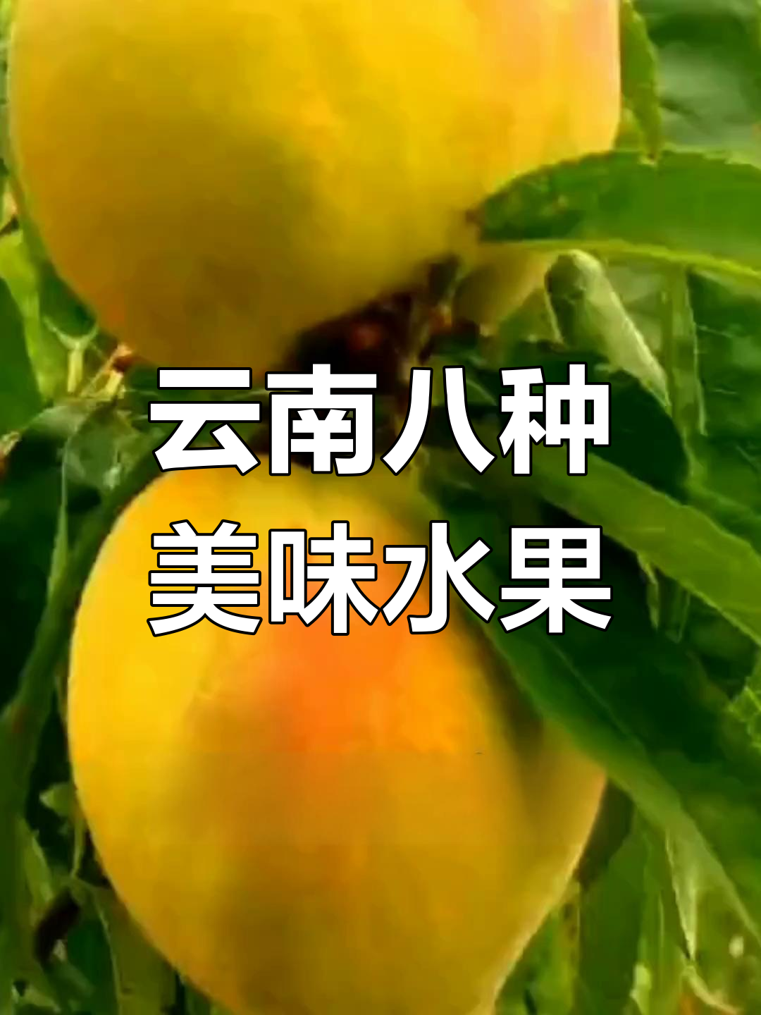 云南八大特色水果,尝鲜必选