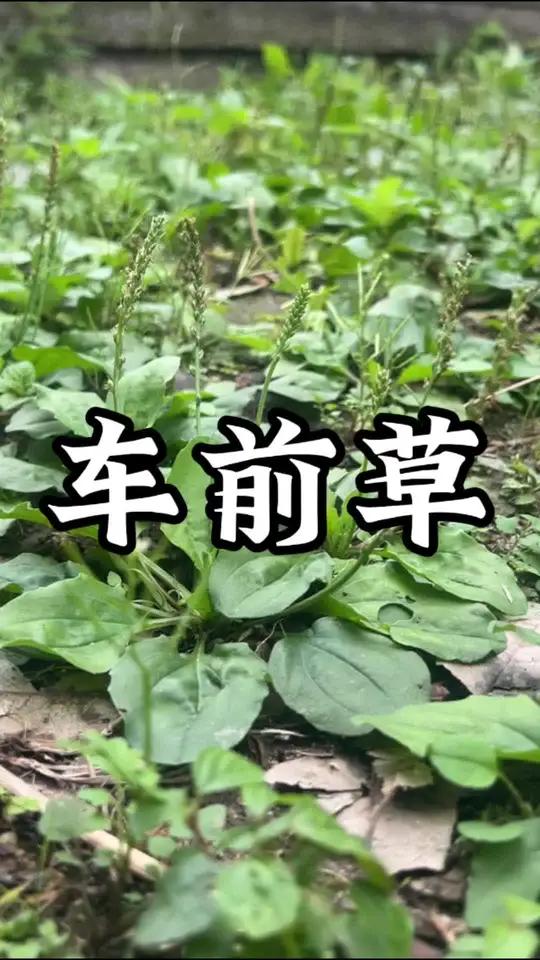 车前草 车道山前必有路,有路必有车前草!植物科普 大自然的馈赠 一日一植物 车钱草