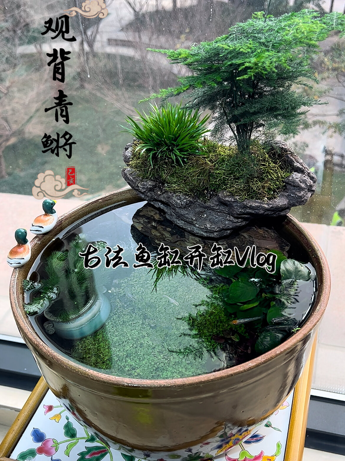 特立独行|观背青鳉古法生态鱼缸开缸清单