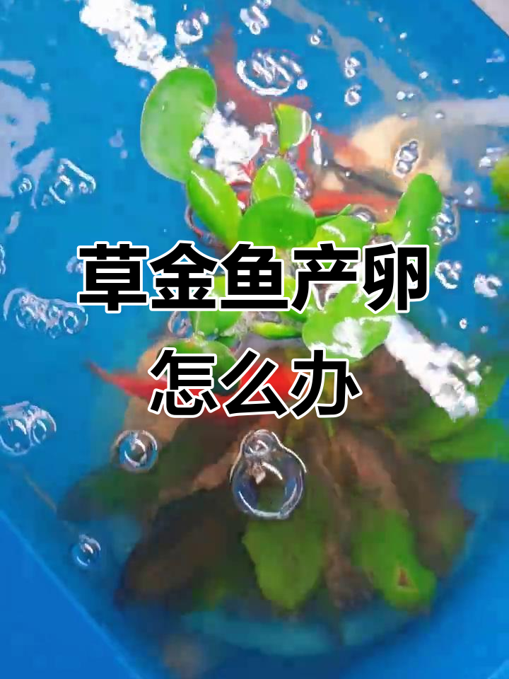 草金鱼产卵了,要不要孵化?阳台养鱼小故事