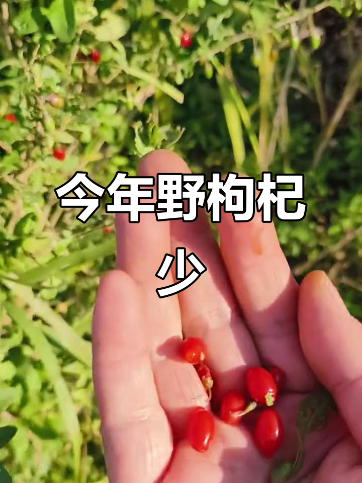 九江野生枸杞稀缺,小树林里才能找到