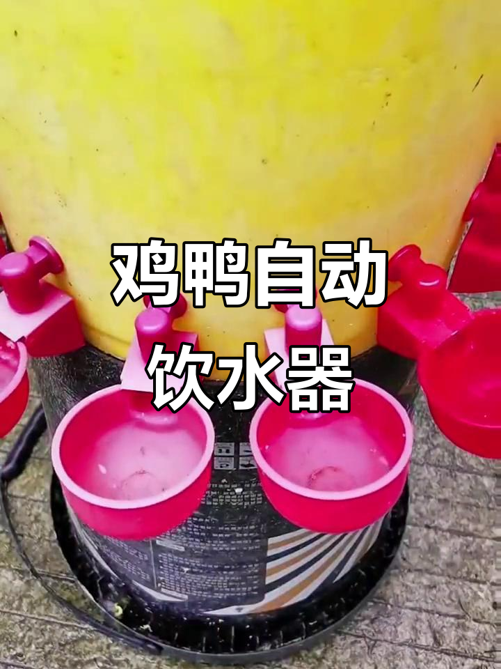 自动饮水器让鸡鸭喝水更方便,水满自动停,省心又高效